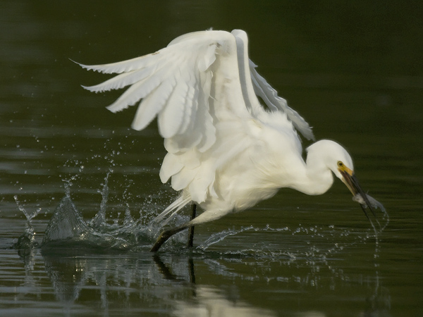 Silkkihaikara, Little Egret, Egretta garzetta